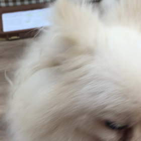 【保護犬カフェ寺田町店】お転婆ポメラニアンの画像