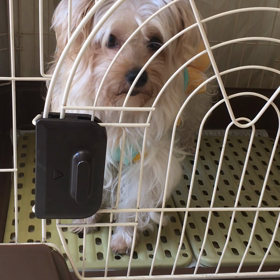 【保護犬カフェ寺田町店】バネッサ反省中…の画像