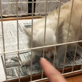 【保護犬カフェ鶴橋店】チワワのメーコ里親様募集中の画像