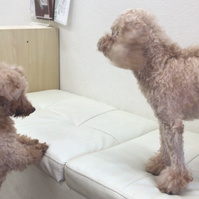 【保護犬カフェ寺田町店】ダイゴはノーベルが好き(？)の画像