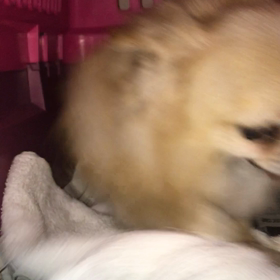 【保護犬カフェ鶴橋店】チワワのサリー君里親様募集中の画像