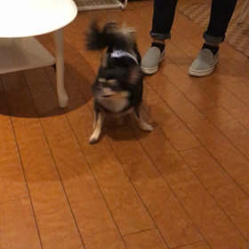 【保護犬カフェ鶴橋店】前の飼い主さんと重ねているのかなの画像