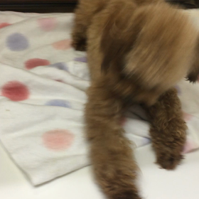 【保護犬カフェ鶴橋店】テンションあげのみず君の画像
