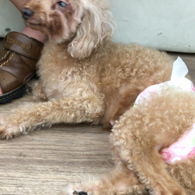 【保護犬カフェ寺田町店】新メンバーのコトちゃん 里親様募集中の画像