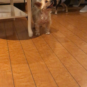 【保護犬カフェ鶴橋店】ムチムチヨーキーのコリンちゃん里親様募集中の画像