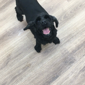 【保護犬カフェ寺田町店】若いアメ  コカのなおこちゃん里親様募集中の画像