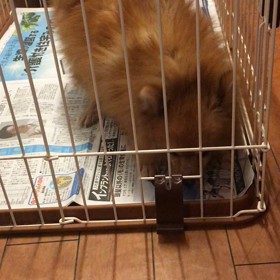 【保護犬カフェ鶴橋店】ポメラニアンの仔犬ちゃん里親様募集中の画像