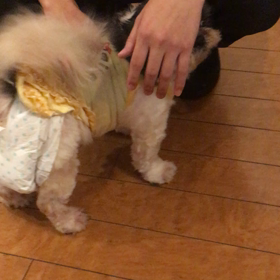 【保護犬カフェ鶴橋店】シーズーのリンゴちゃんカフェデビューの画像