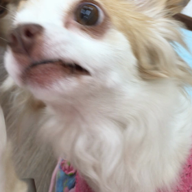 【保護犬カフェ寺田町店】食いしん坊チワワの画像