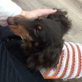 【保護犬カフェ寺田町店】甘えんぼのウッキーちゃん里親様募集中の画像