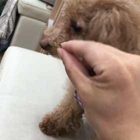 【保護犬カフェ寺田町店】控えめなBENETTちゃんが可愛いの画像