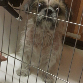 【保護犬カフェ鶴橋店】先日遺棄されたシーズーちゃんの現在の画像