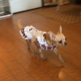 【動画】スムースチワワのユキちゃん里親様募集中の画像