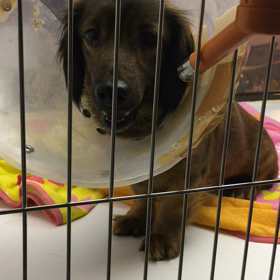 【保護犬カフェ鶴橋店】多頭飼育崩壊で保護のツブちゃん里親様募集中の画像