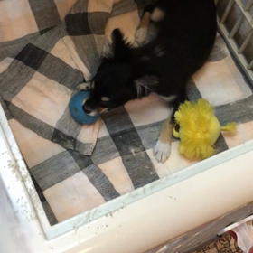 【保護犬カフェ鶴橋店】仔犬チワワのSiraちゃんまだ里親様決まっていませんの画像