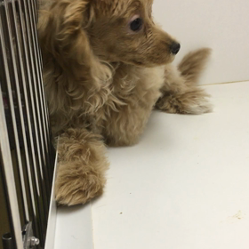 【保護犬カフェ鶴橋店】マルチーズMIXの仔犬ちゃんまだ家族が決まっていませんの画像
