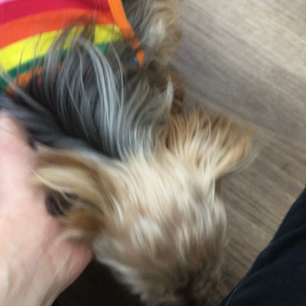 【保護犬カフェ寺田町店】とっても活発なヨーキーのもみじちゃん里親様募集中の画像