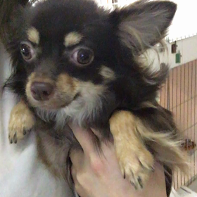 【保護犬カフェ鶴橋店】チワワ仔犬の太一くん里親様募集中の画像