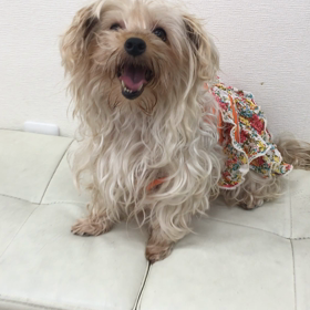 【保護犬カフェ寺田町店】新メンバーのバネッサちゃん里親様募集中の画像