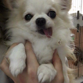 【保護犬カフェ鶴橋店】激かわチワワのふうた君里親様募集中の画像
