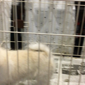 【保護犬カフェ鶴橋店】ポメラニアンのアキちゃん里親様募集中の画像