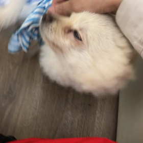 【保護犬カフェ寺田町店】デコポンちゃんまだ家族が決まっていませんの画像