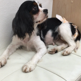 【保護犬カフェ寺田町店】タタンも来ましたよの画像