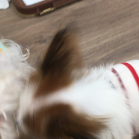【保護犬カフェ寺田町店】新メンバーのトムくん 里親様募集中の画像