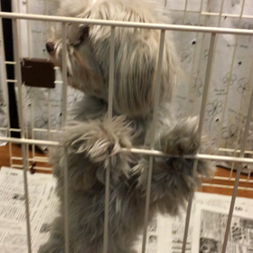 【保護犬カフェ鶴橋店】マルチーズの八っちゃん里親様募集中の画像