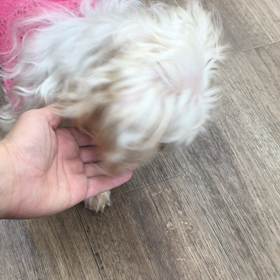 【保護犬カフェ寺田町店】バネッサに懐かれましたの画像