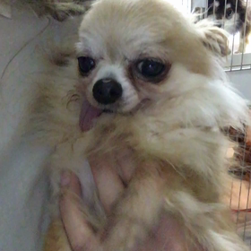 【保護犬カフェ鶴橋店】舌ぺろチワワのポテ君里親様募集中の画像