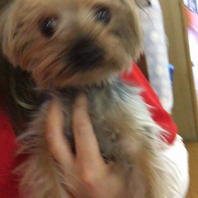 【保護犬カフェ鶴橋店】ヨーキーのヨンちゃん里親様募集中の画像