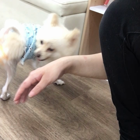 【保護犬カフェ寺田町店】甘えんぼデコポンちゃん里親様募集中の画像