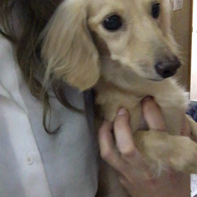 【保護犬カフェ鶴橋店】美人ダックスのミルクちゃん里親様募集中の画像