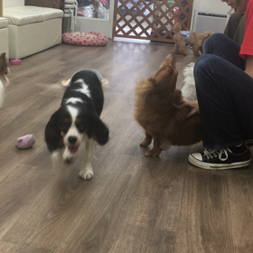 【保護犬カフェ寺田町店】ダイゴが可愛すぎる件の画像