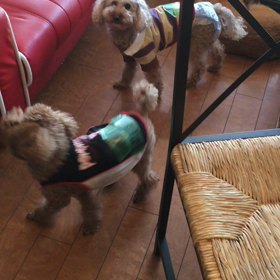 【保護犬カフェ鶴橋店】守護神トイプーのコレットちゃんの画像