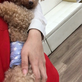 【保護犬カフェ寺田町店】赤ちゃん抱っこでネムネムの画像