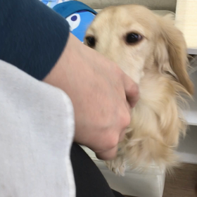 【保護犬カフェ寺田町店】甘えんぼダックスのダイコンくん里親様募集中の画像