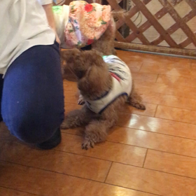 【保護犬カフェ鶴橋店】目の見えないプードルのヒカル君里親様募集中の画像