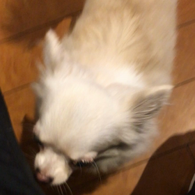 【保護犬カフェ鶴橋店】メーコちゃん カフェデビューの画像