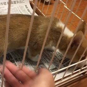 【保護犬カフェ鶴橋店】コーギーの子犬3兄弟 里親様募集中の画像