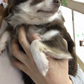 【保護犬カフェ鶴橋店】むちむちチワワのあいすちゃんの画像