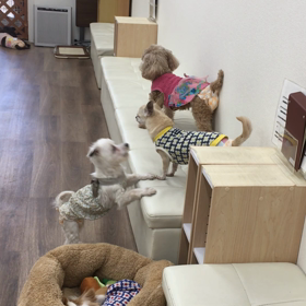 【保護犬カフェ寺田町店】個性豊かな保護犬ちゃん達の画像