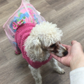 【保護犬カフェ寺田町店】チワプー(？)のアチャモさん里親様募集中の画像