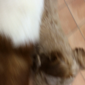 【保護犬パーク長居店】ノーフォークテリアのふわる君里親様募集中の画像
