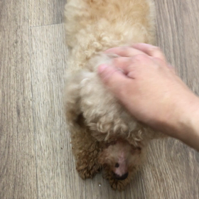 【保護犬カフェ寺田町店】ダイゴの足の画像