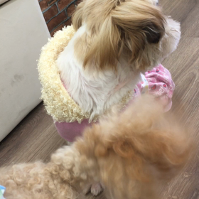 【保護犬カフェ寺田町店】おっとりシーズーのおもちちゃん里親様募集中の画像