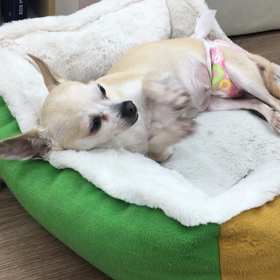 【保護犬カフェ寺田町店】催促チワワの画像