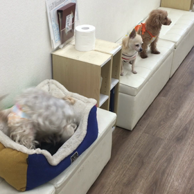 【保護犬カフェ寺田町店】踊るバネッサと冷静な2人の画像