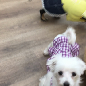 【保護犬カフェ寺田町店】オバマとちょっと仲良しになりましたの画像